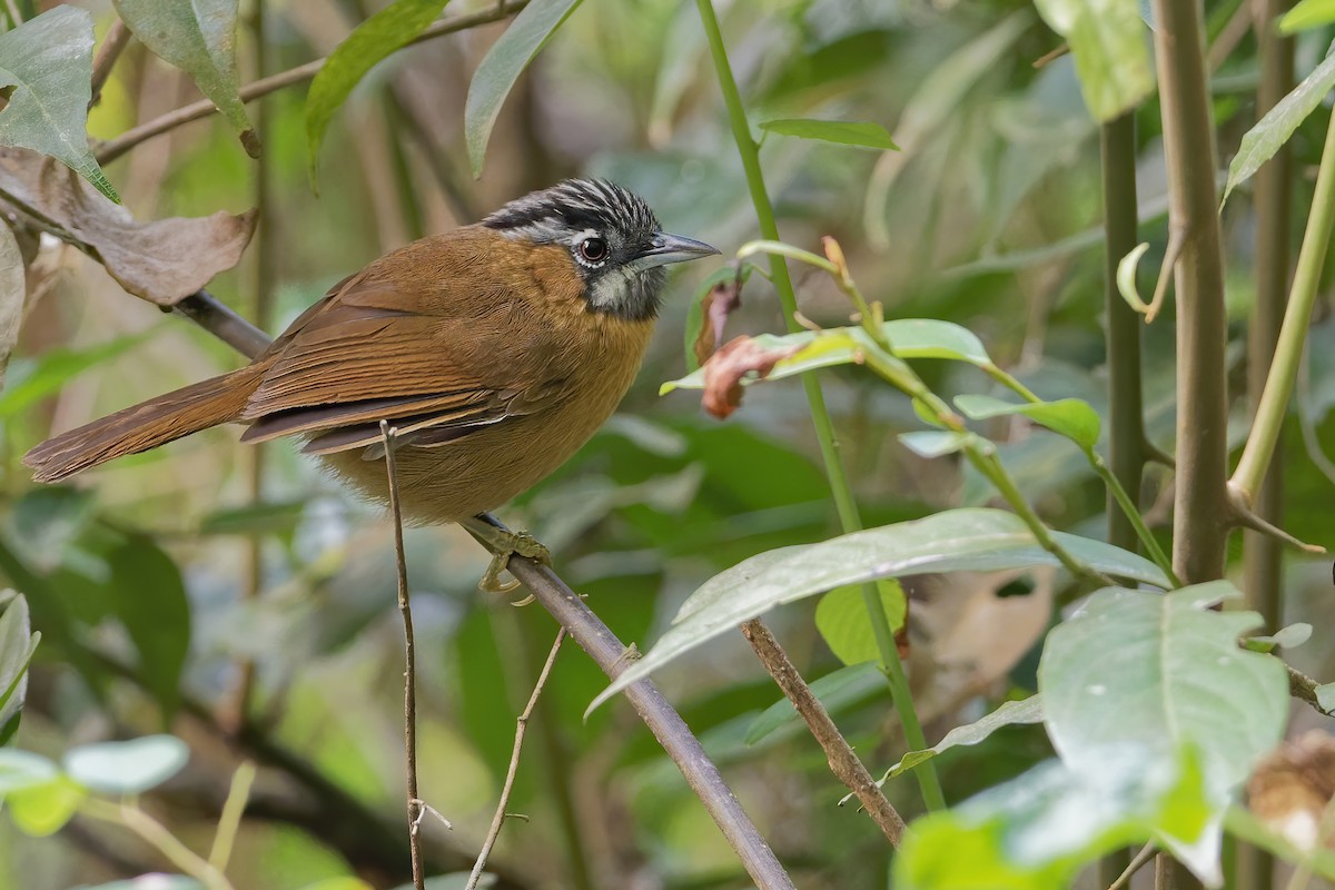 Gray-throated Babbler - Vincent Wang