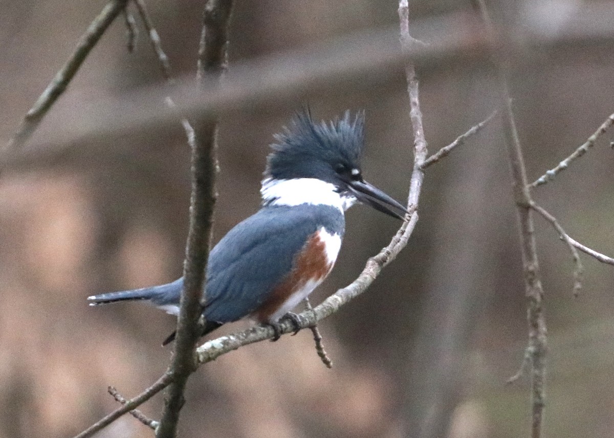 Belted Kingfisher - ML191184871