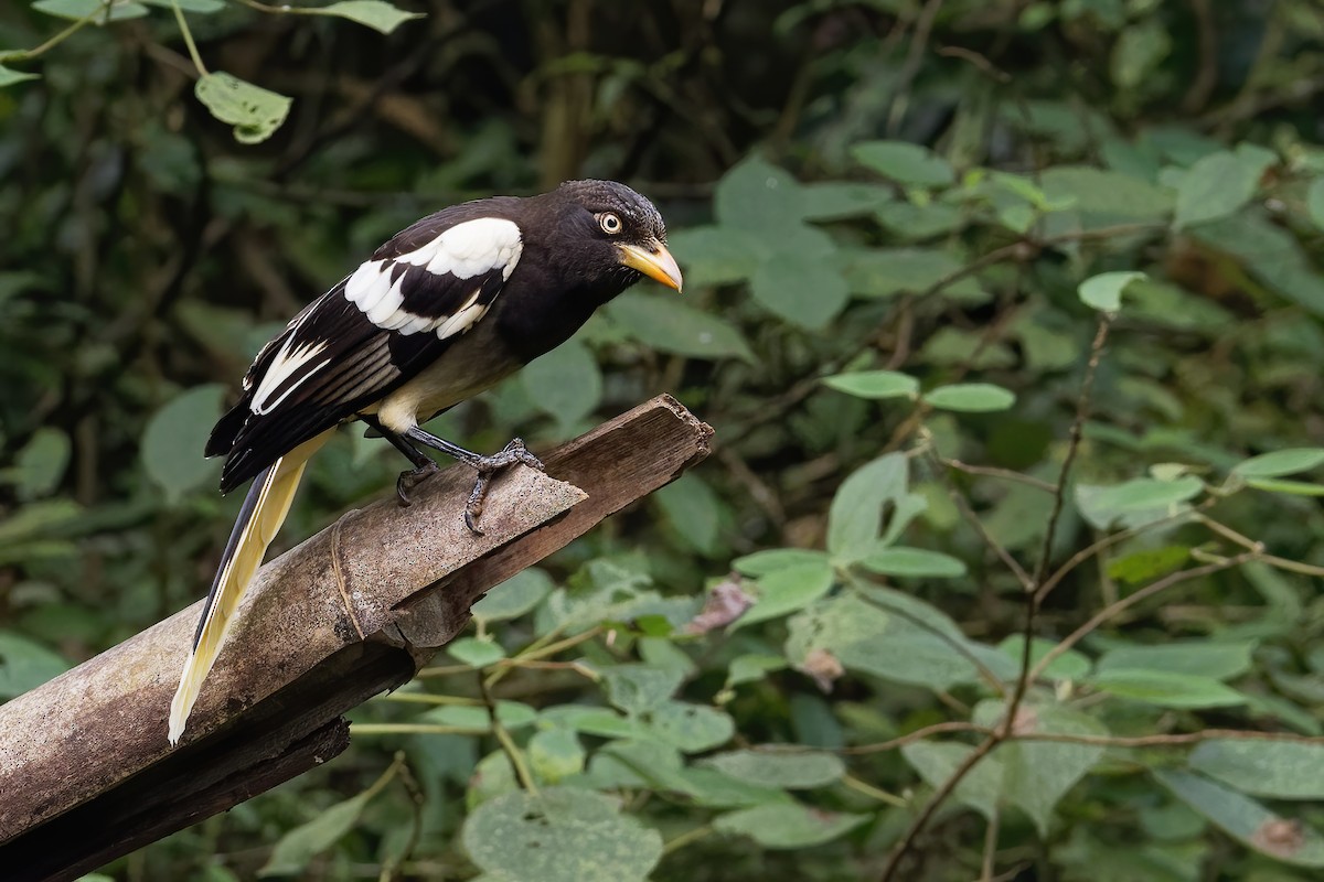 White-winged Magpie (Black-tailed) - ML191185431