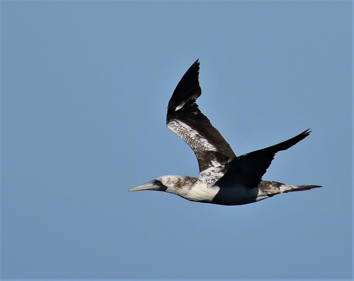 Masked Booby - ML191185741