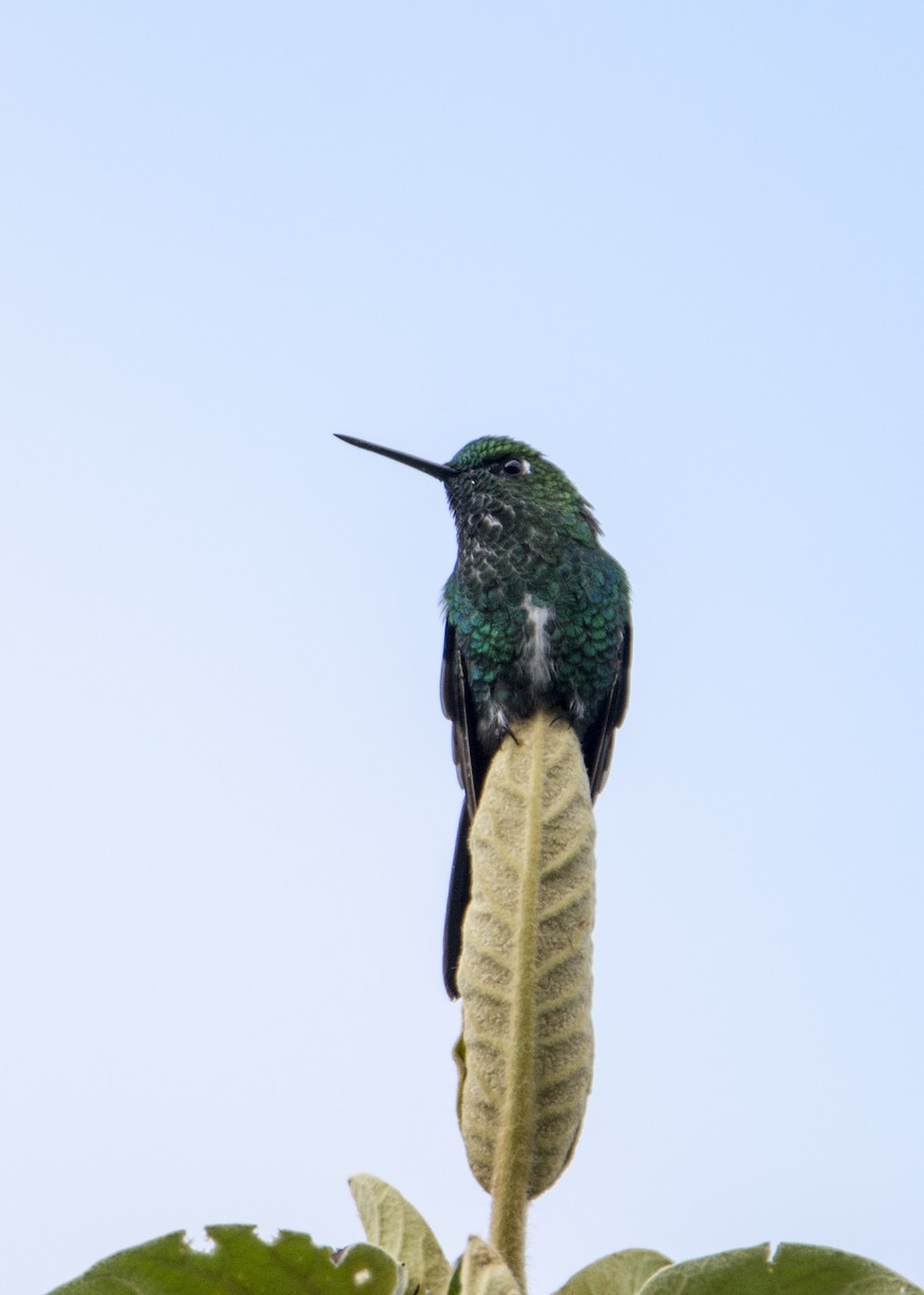 Sapphire-vented Puffleg - ML191187341