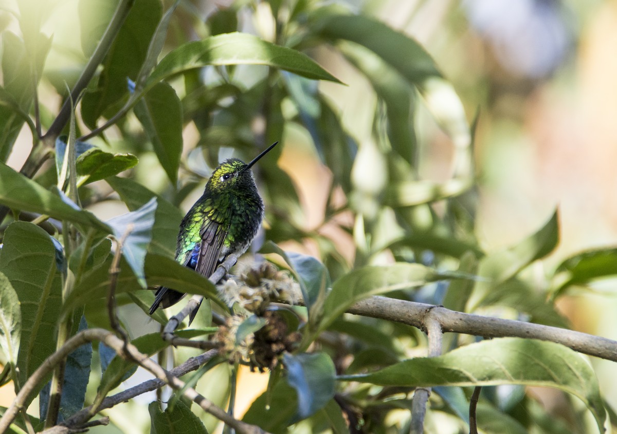 Sapphire-vented Puffleg - ML191187361