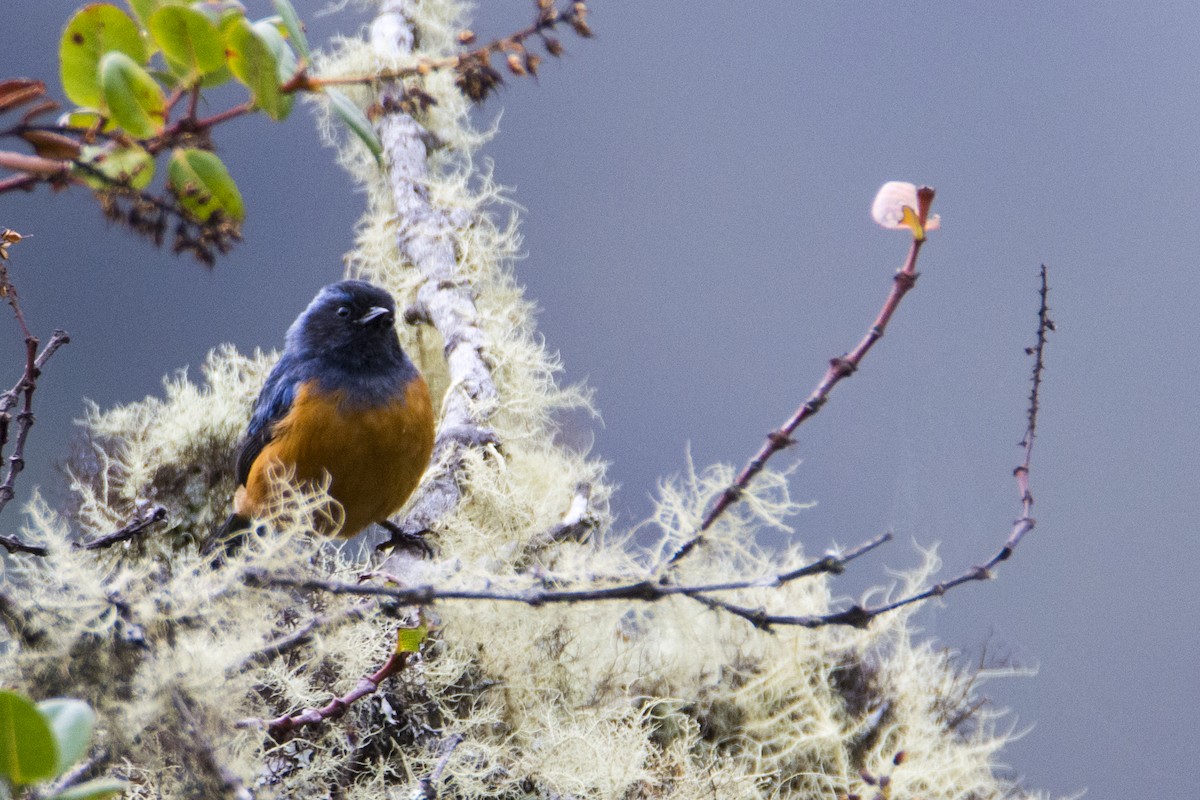 Blue-backed Conebill - ML191187691