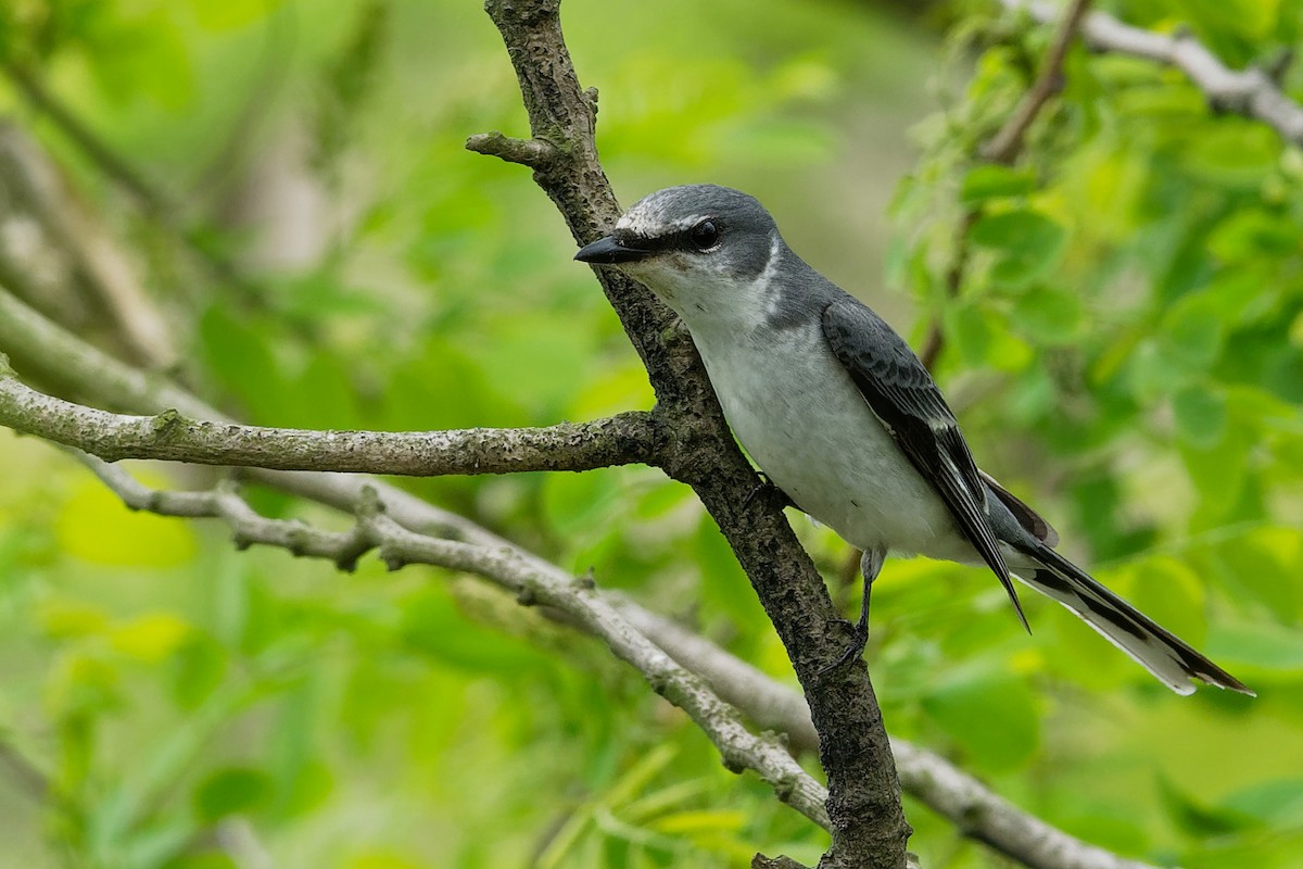 Ashy Minivet - ML191188931