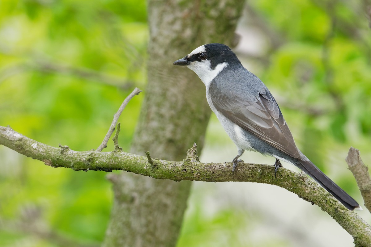 Ashy Minivet - ML191188951