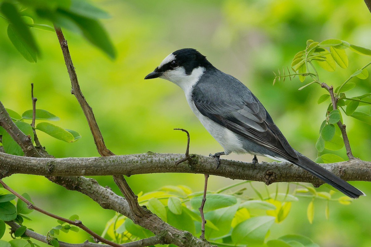 Ashy Minivet - ML191188981