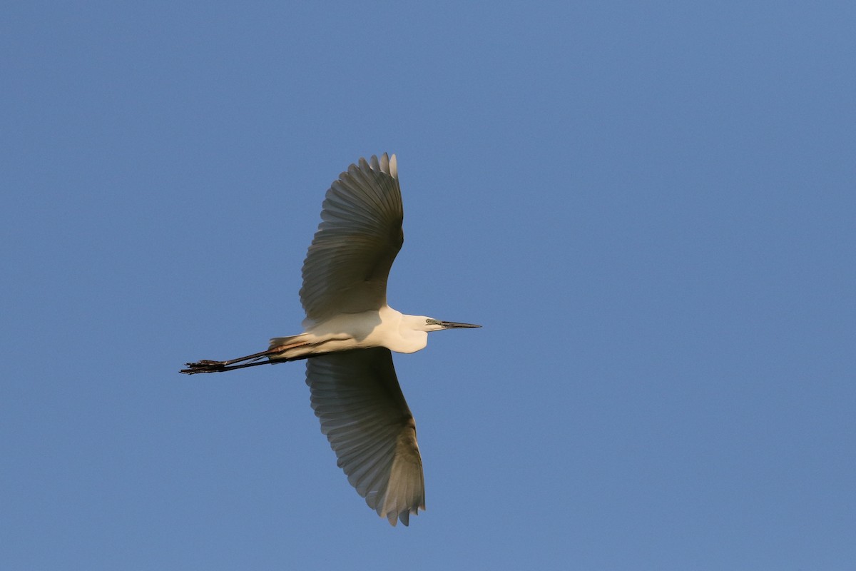 Great Egret - ML191190141