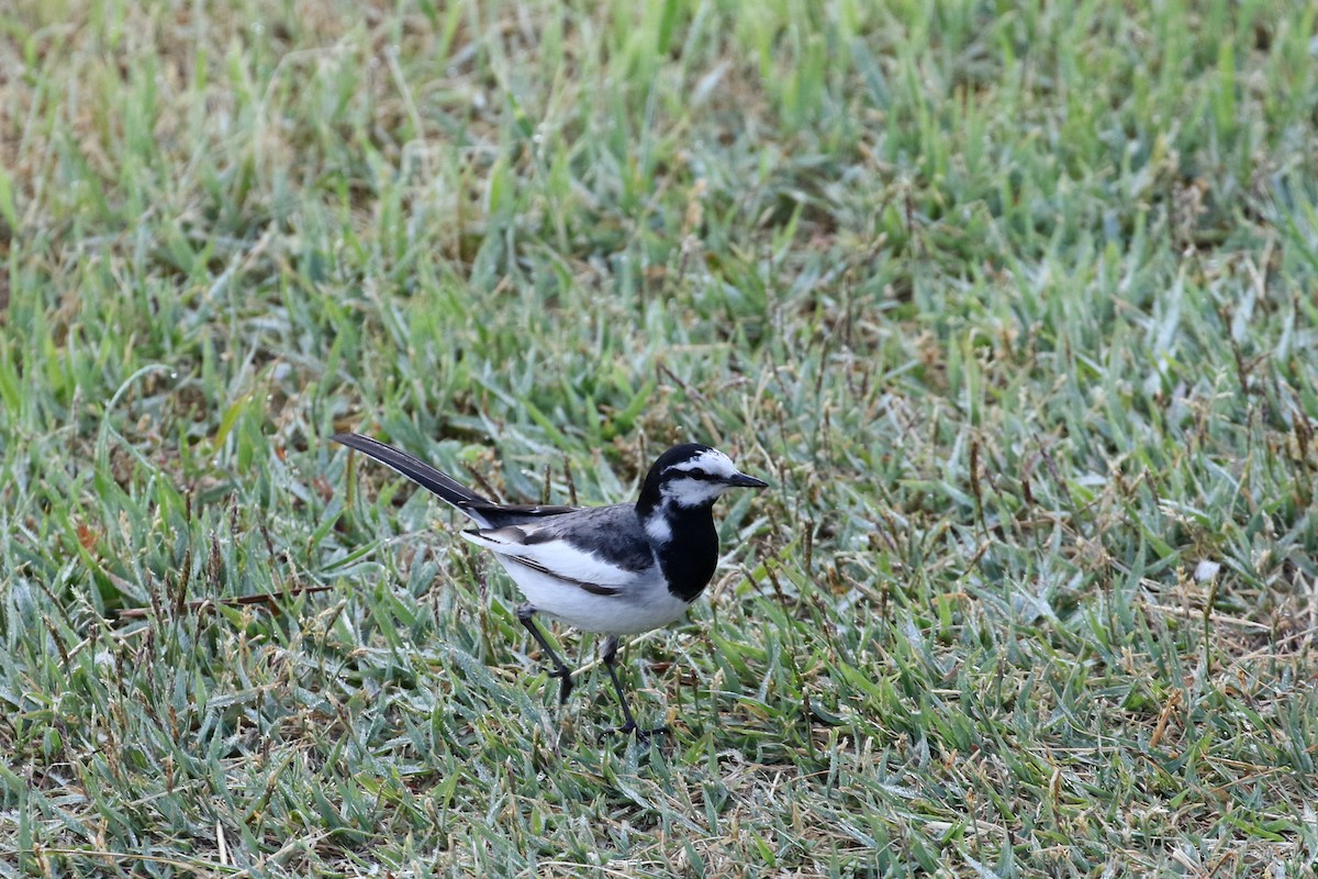 White Wagtail - ML191190191