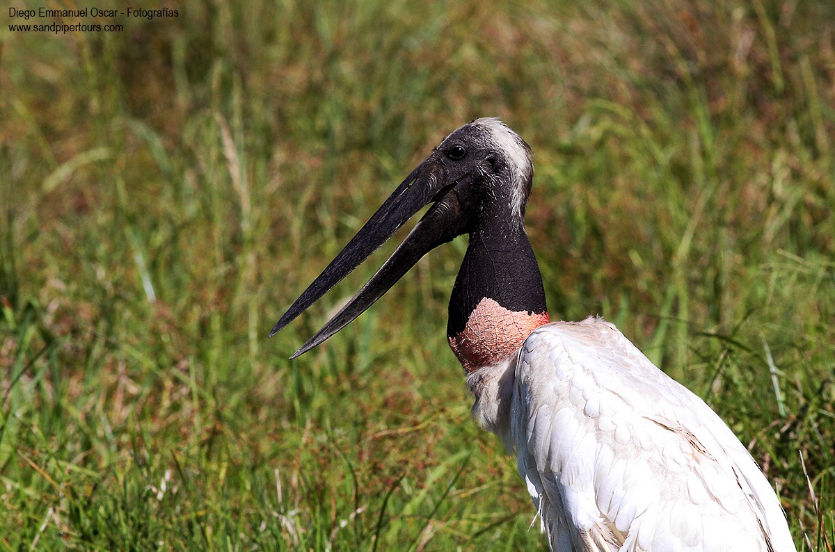 Jabiru - Diego Oscar / Sandpiper Birding & Tours