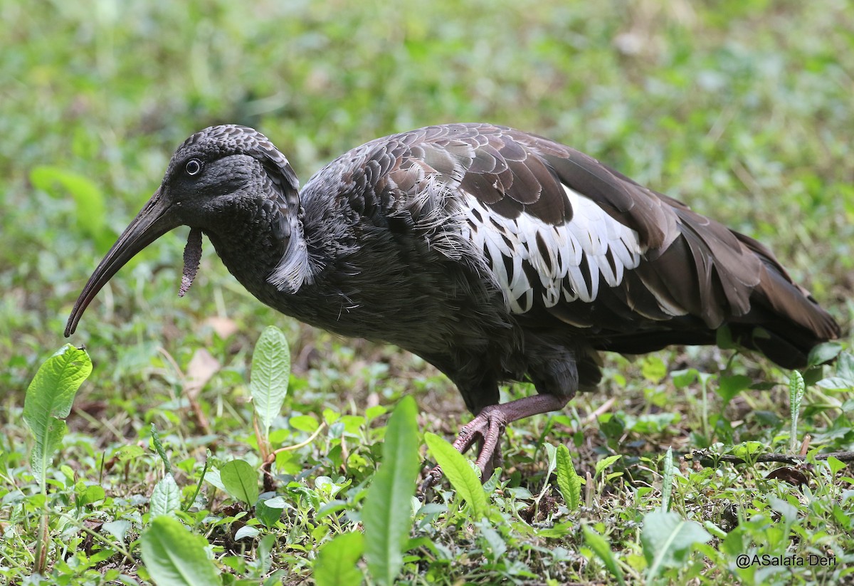 Wattled Ibis - ML191196881