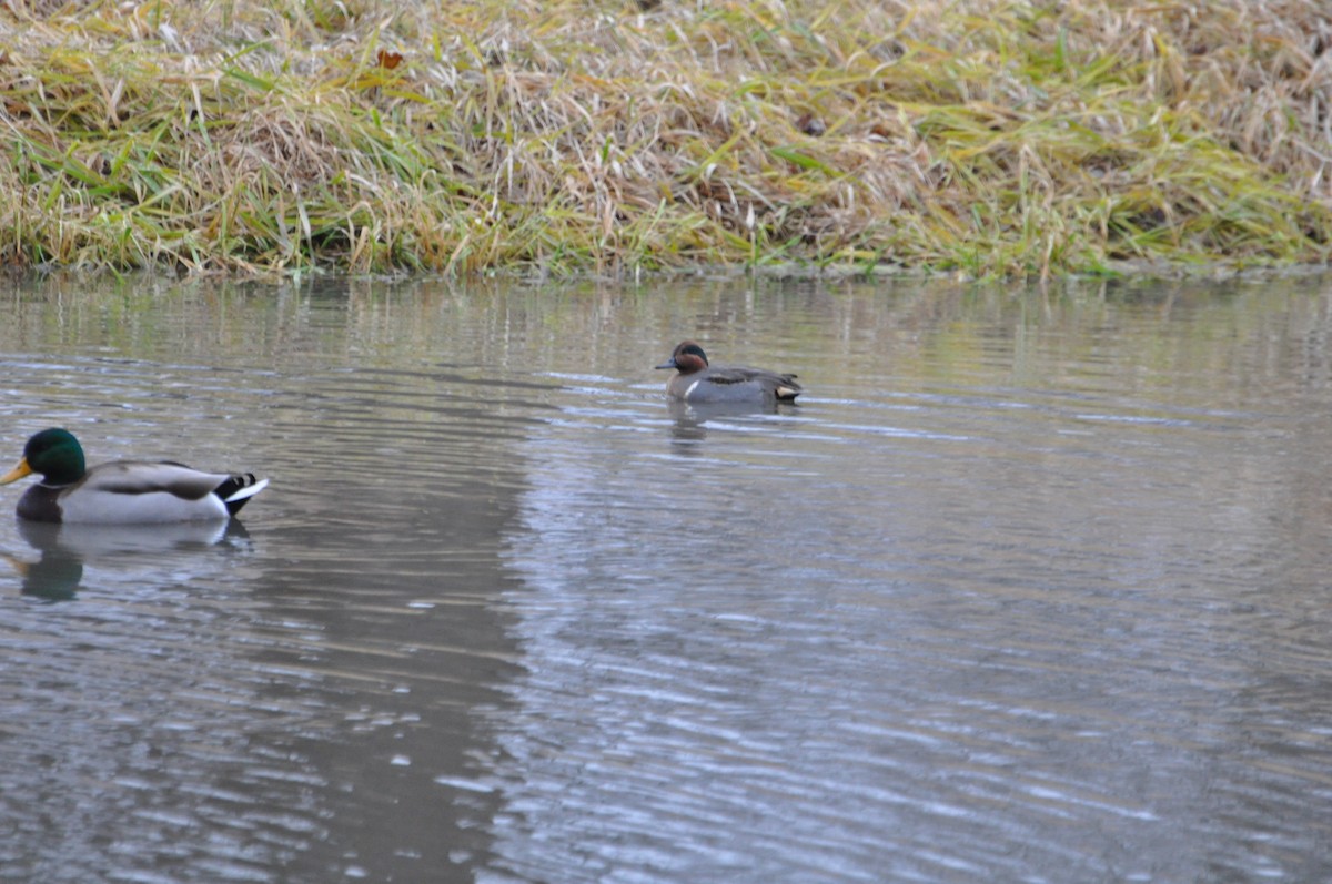 Green-winged Teal - ML191197771