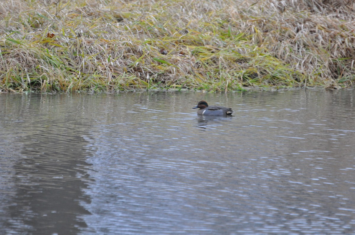 Green-winged Teal - ML191197881