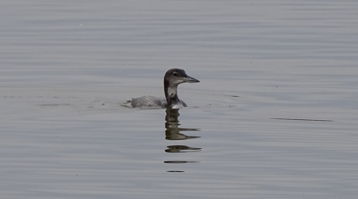 Common Loon - ML191198281