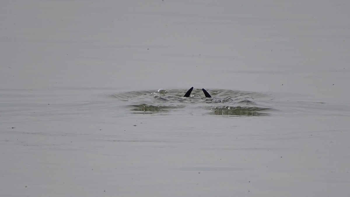 Common Loon - ML191198321