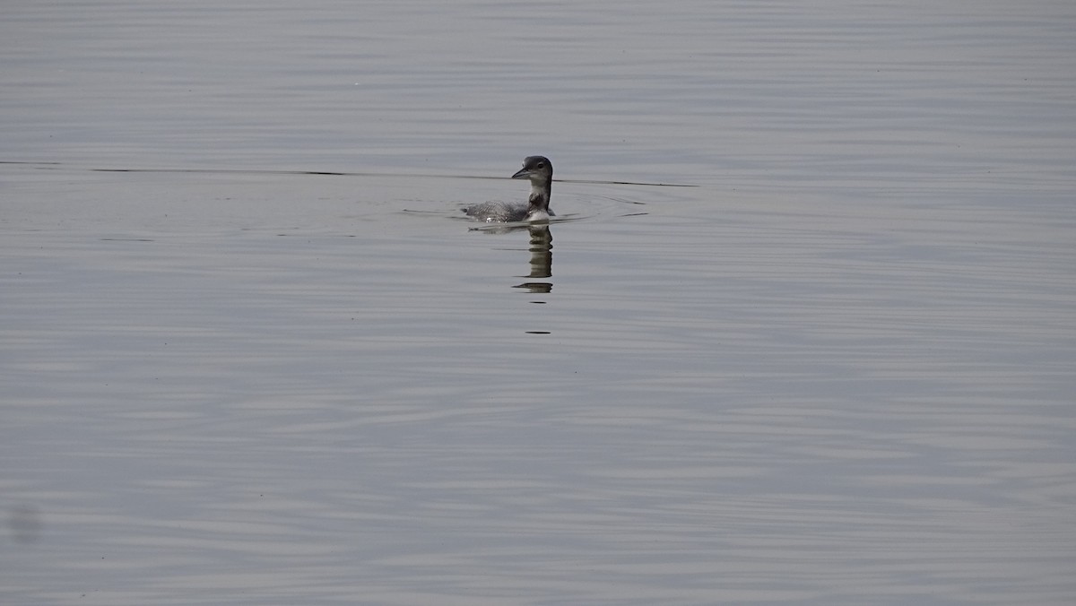 Common Loon - ML191198331