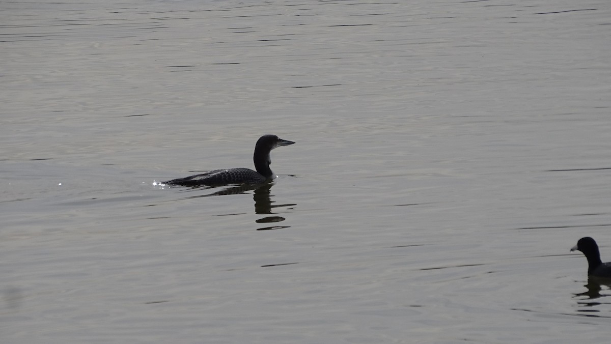Common Loon - ML191198341