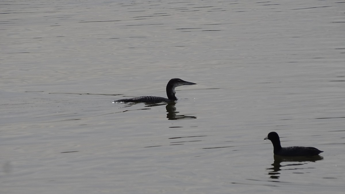 Common Loon - ML191198361