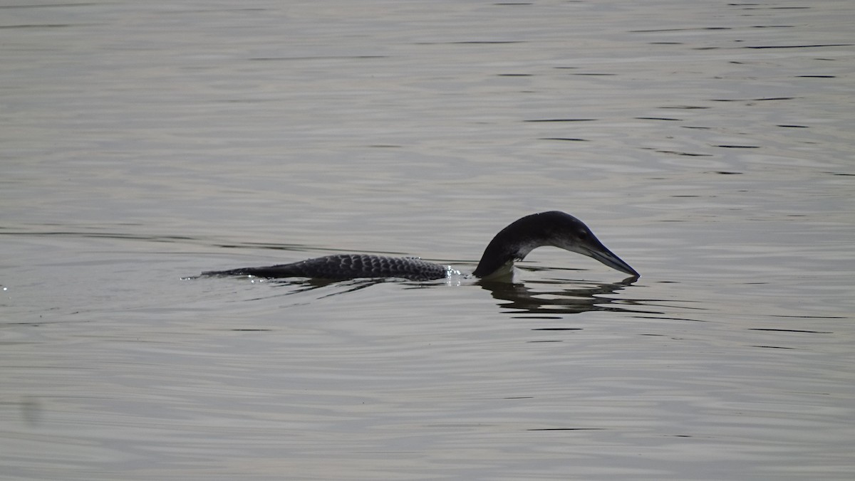 Common Loon - ML191198371