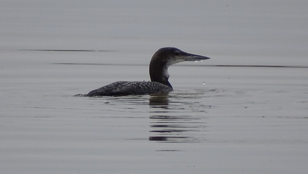 Common Loon - ML191198391