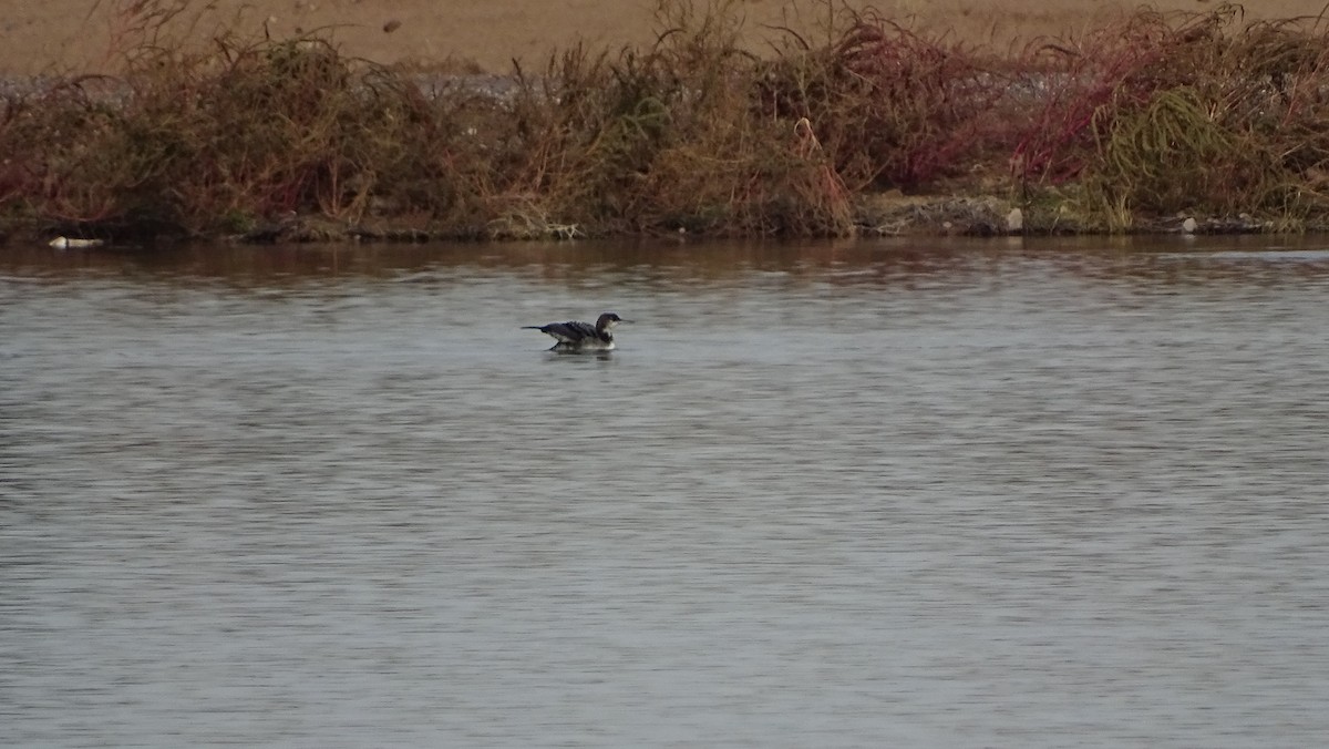 Common Loon - ML191198411