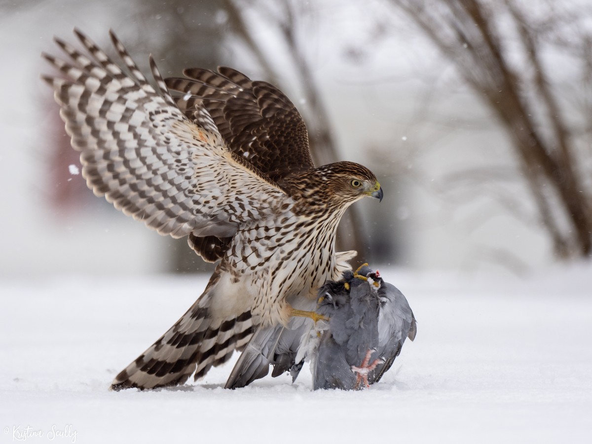 Cooper's Hawk - ML191198471