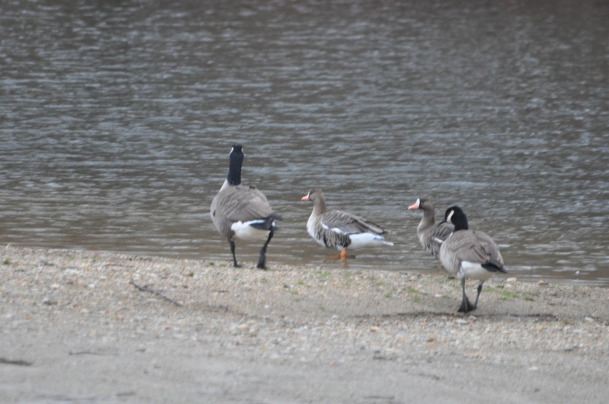 Greater White-fronted Goose - ML191199241