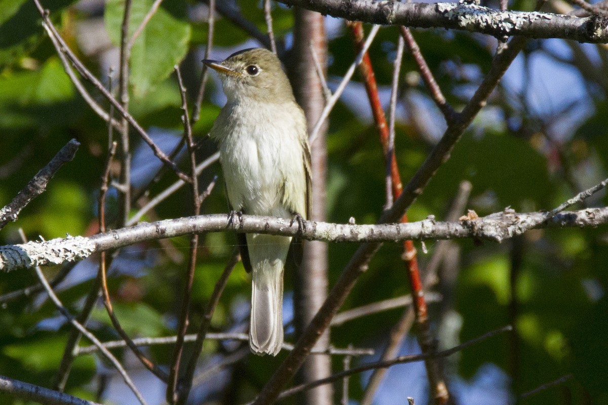 Alder Flycatcher - Mitch (Michel) Doucet