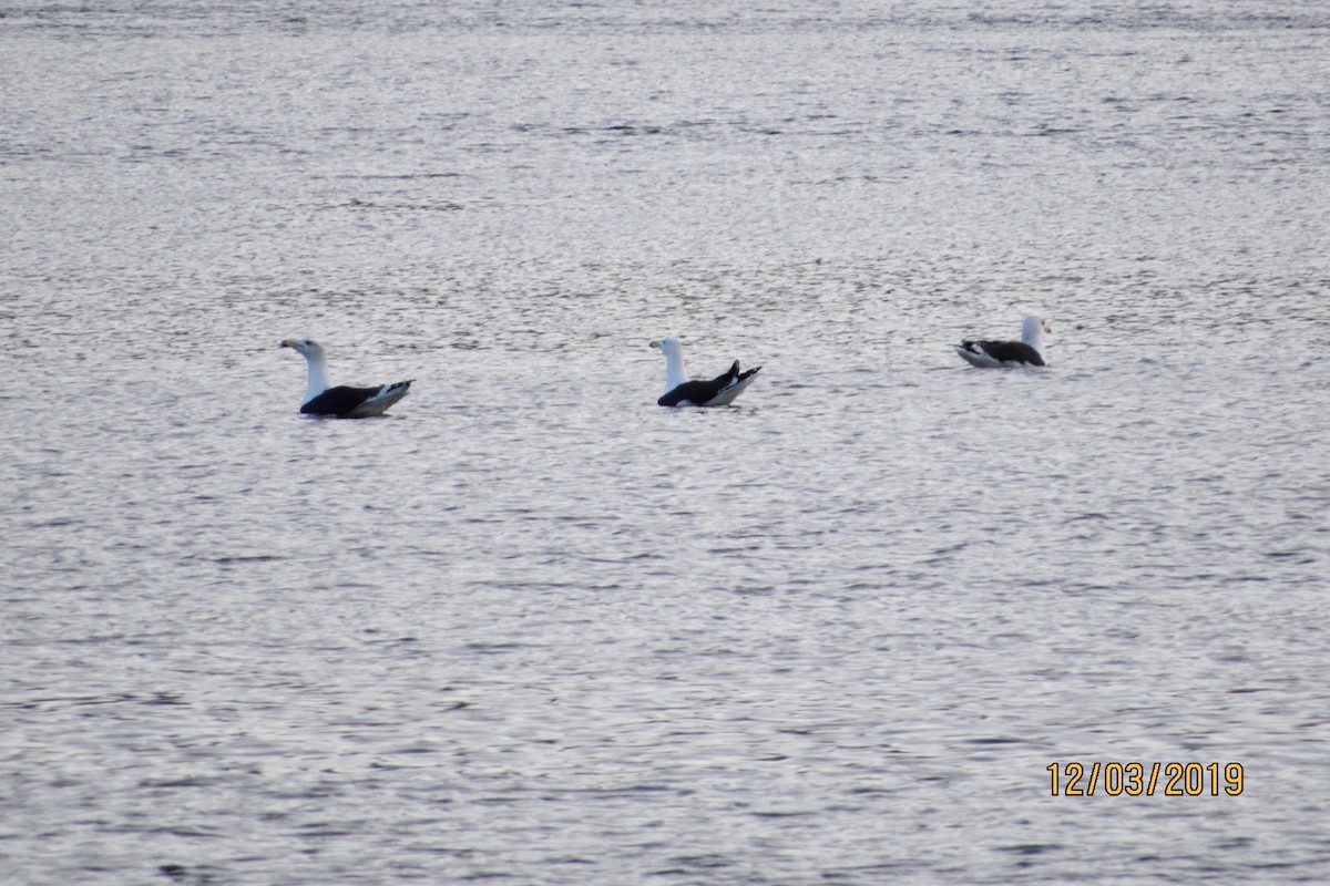 Great Black-backed Gull - ML191201471