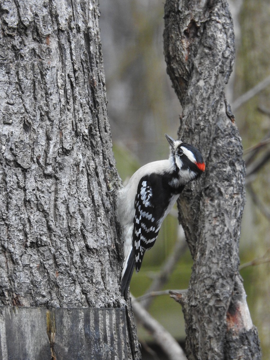 Downy Woodpecker - ML191201991