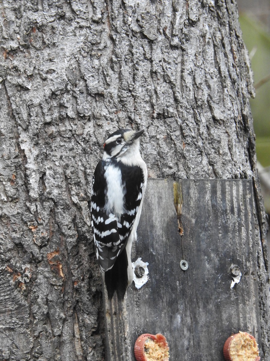 Downy Woodpecker - ML191202001