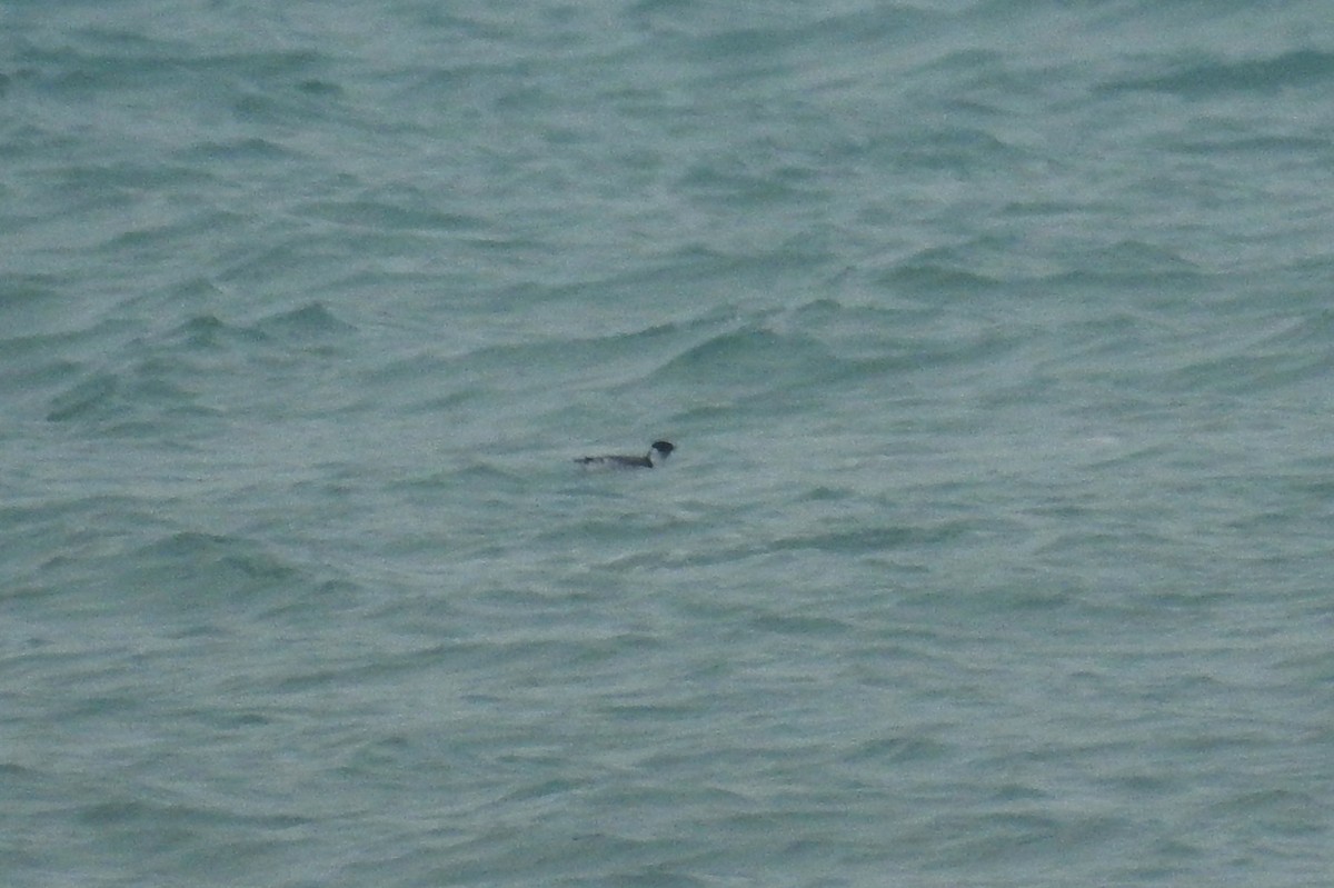 Ancient Murrelet - ML191202131