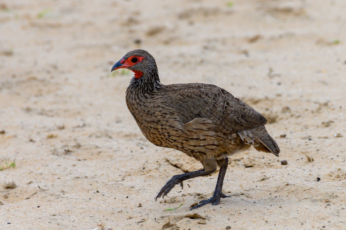 Swainson's Spurfowl - ML191202151