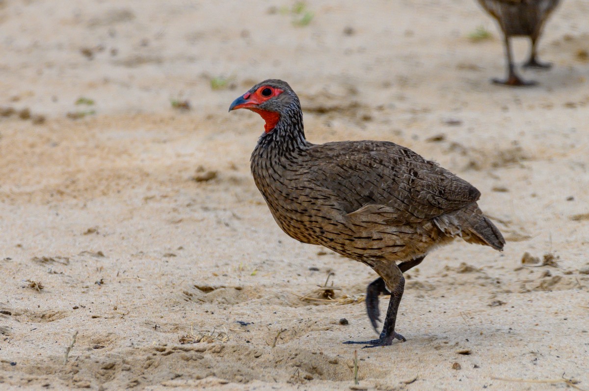 Swainson's Spurfowl - Stephen Davies