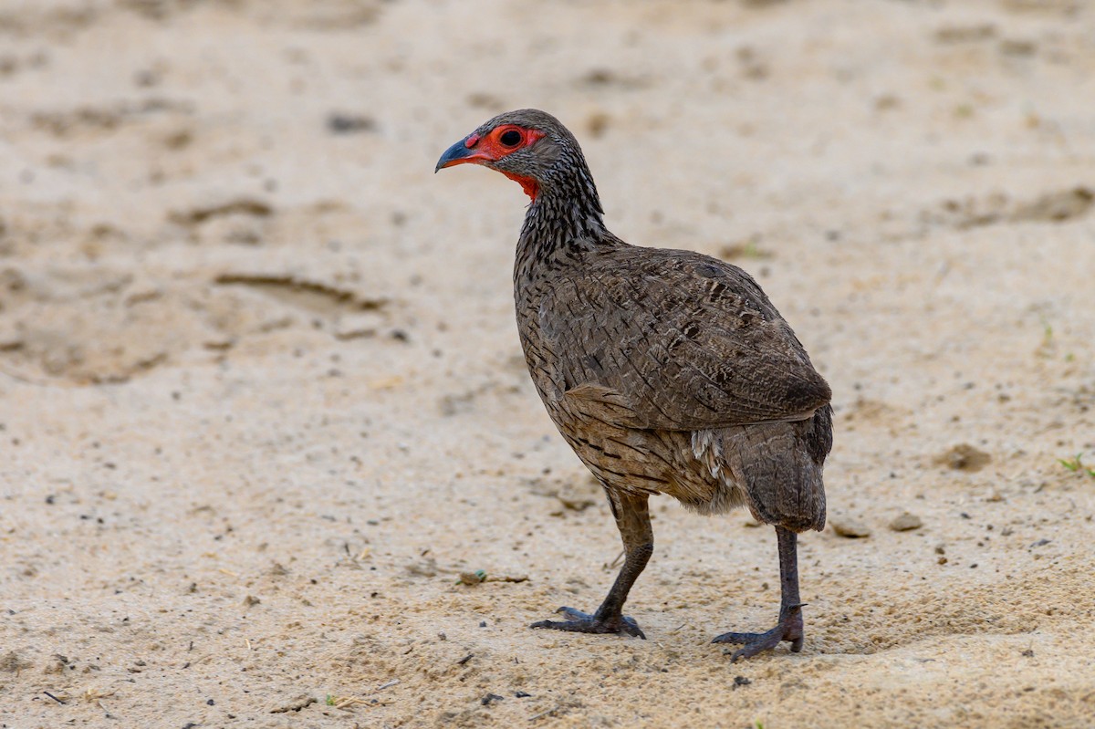 Francolin de Swainson - ML191202181