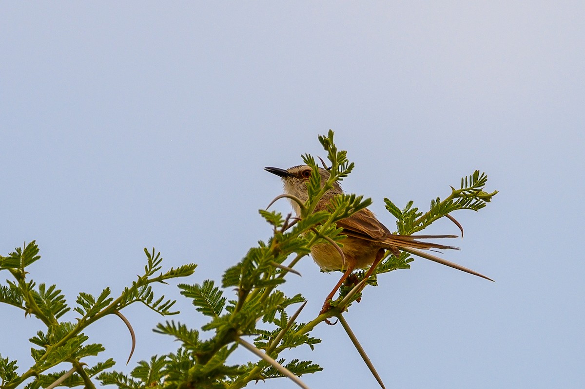 Tawny-flanked Prinia - Stephen Davies