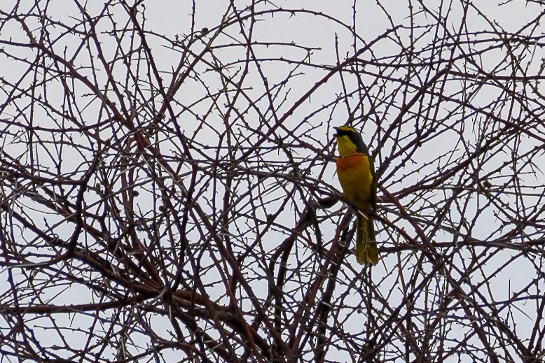 Sulphur-breasted Bushshrike - Stephen Davies