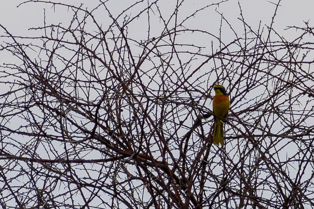 Sulphur-breasted Bushshrike - ML191202221