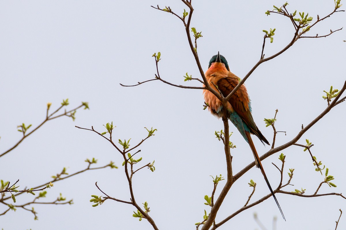 Southern Carmine Bee-eater - Stephen Davies