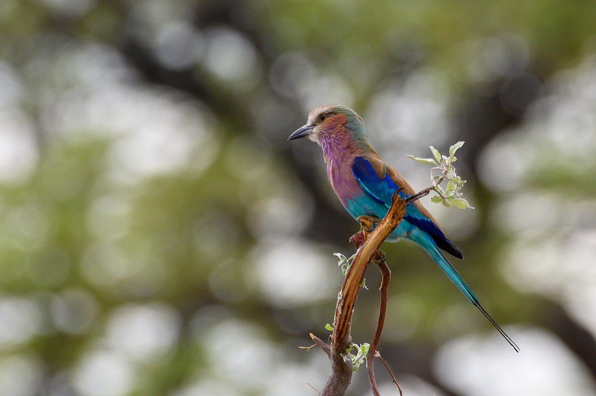 Lilac-breasted Roller - Stephen Davies