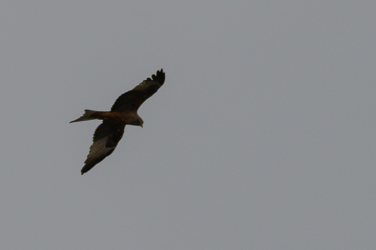 Black Kite (Yellow-billed) - ML191202351