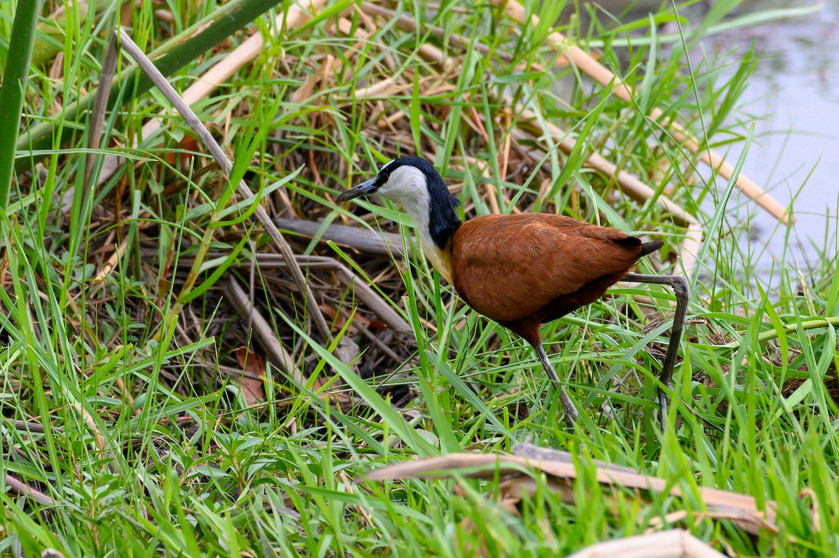 African Jacana - Stephen Davies