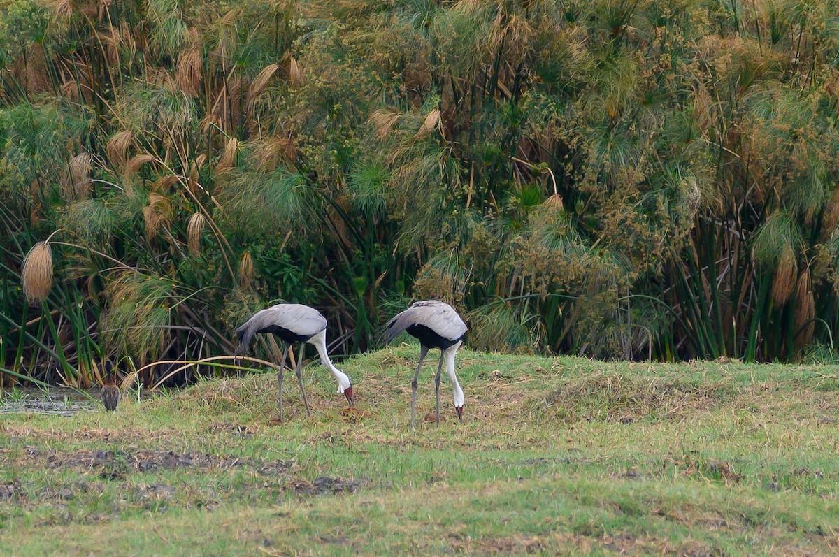 Wattled Crane - Stephen Davies