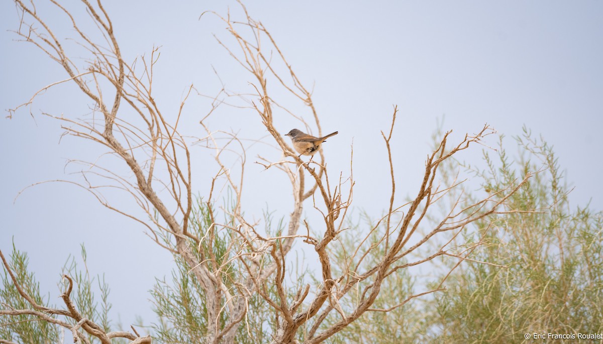 Greater Whitethroat - ML191203461