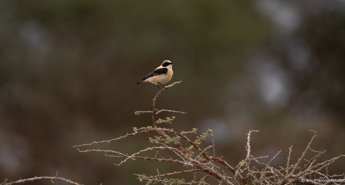 Eastern Black-eared Wheatear - Éric Francois Roualet