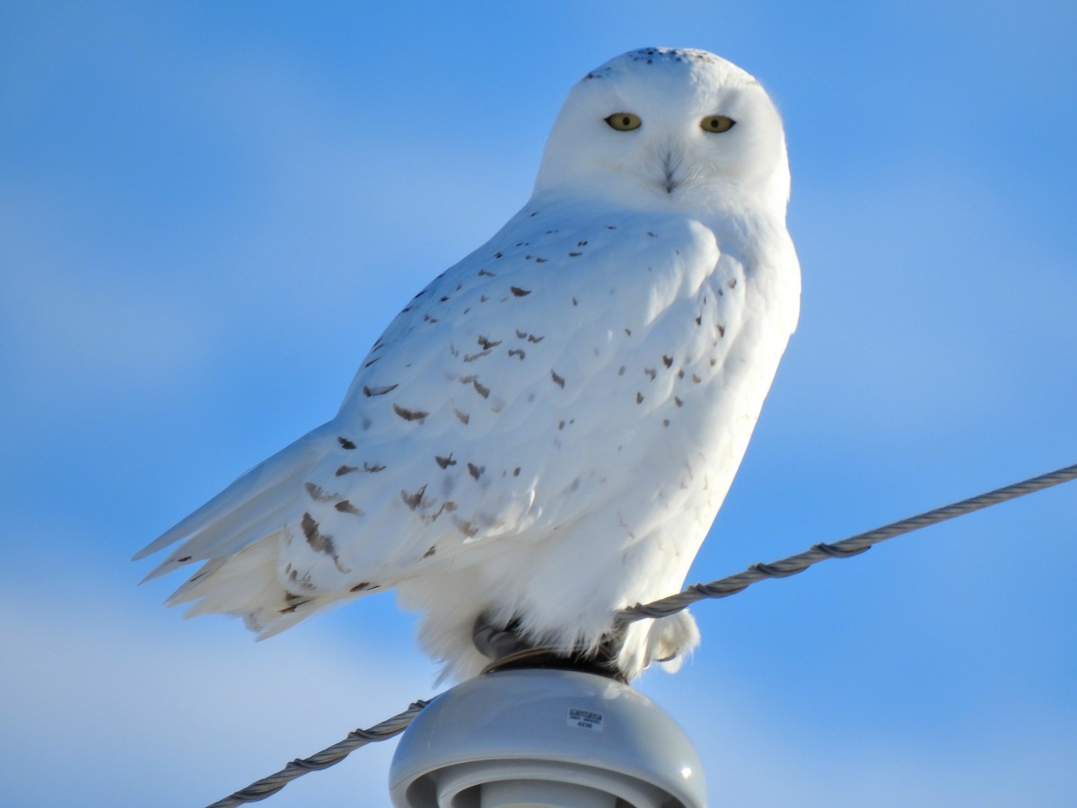 Snowy Owl - Liz Soria