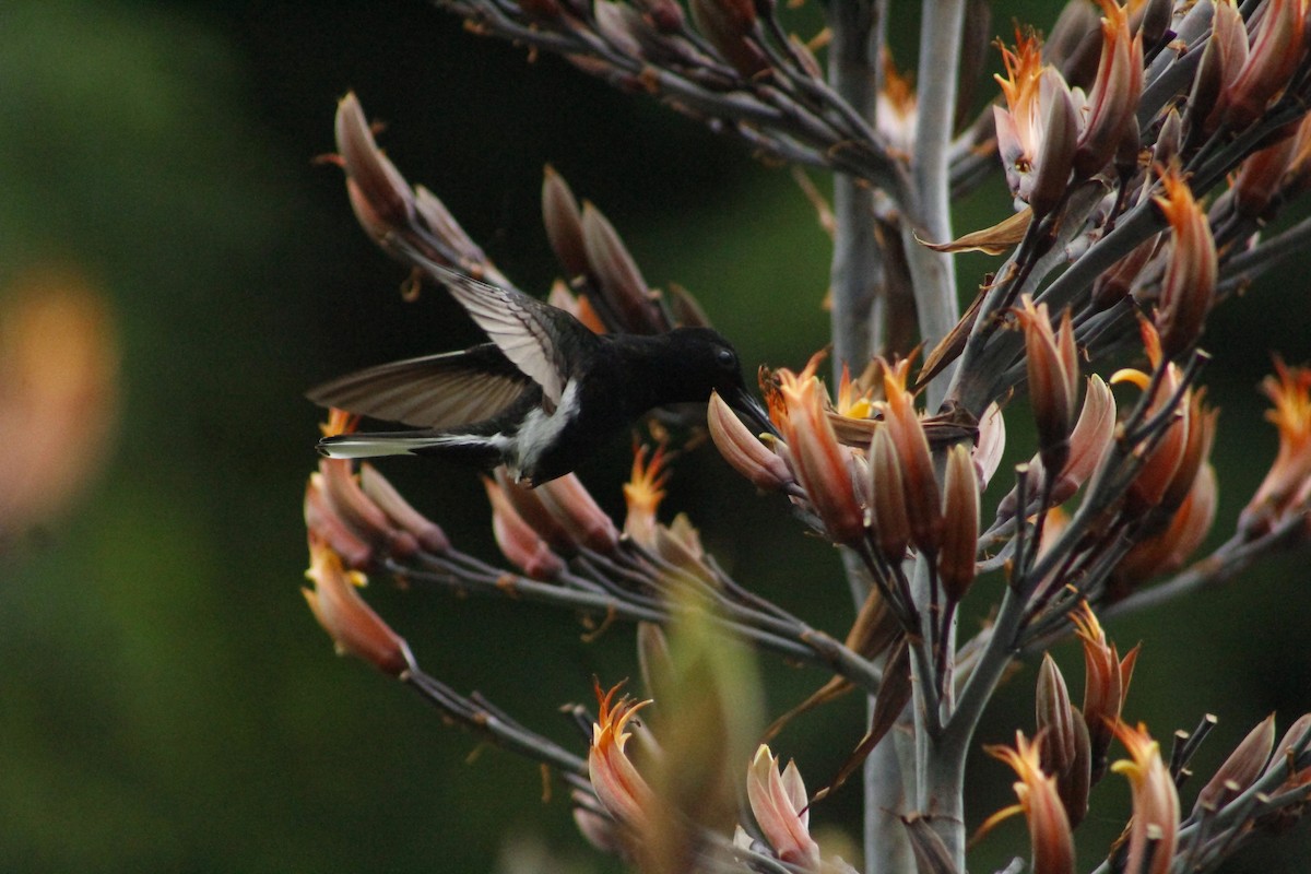 Colibrí Negro - ML191205851