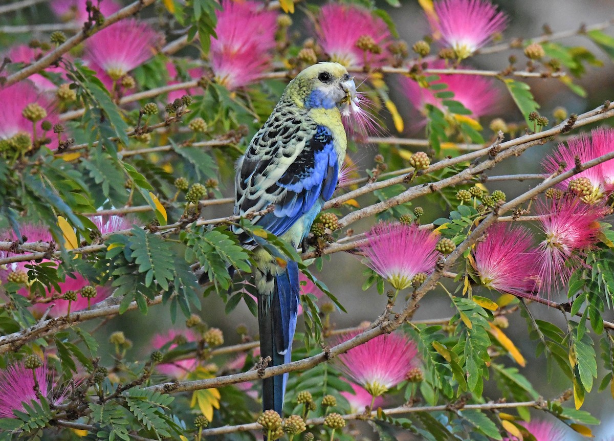 Pale-headed Rosella - ML191208561