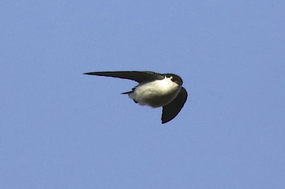 Violet-green Swallow - ML191209021