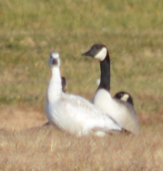 Snow Goose - ML191211851