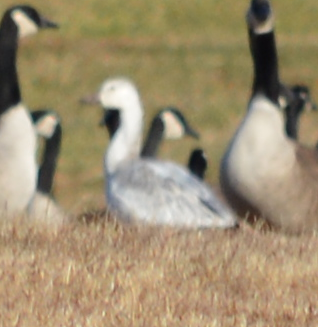 Snow Goose - ML191211861